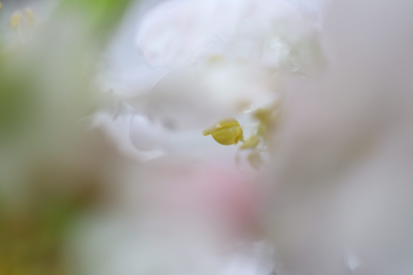 עוצמת הרכות